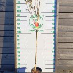 Hruška obyčajná (Pyrus Communis) ´WILLIAM ROSSO´ - výška: 190-210 cm, obvod kmeňa 6/8 cm, kont. C10L - červená letná - na kmienku